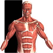 Visual Anatomy 2 4.0 b44 Мод (полная версия)