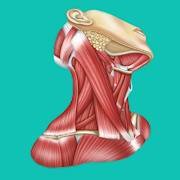 Скачать Easy Anatomy 1.9.0 Мод (полная версия)